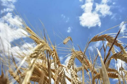 Grain Imports: GTIP Determination and Taxation